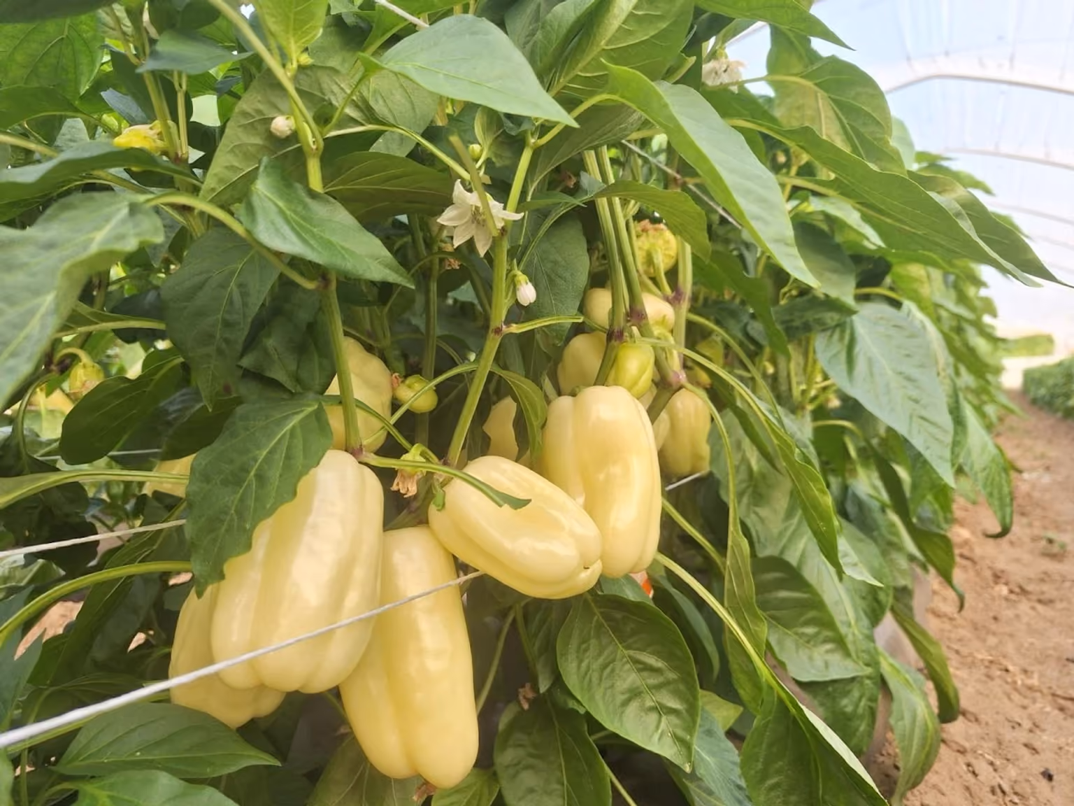 Paprika: što pripremiti prije razgovora s agronomom?