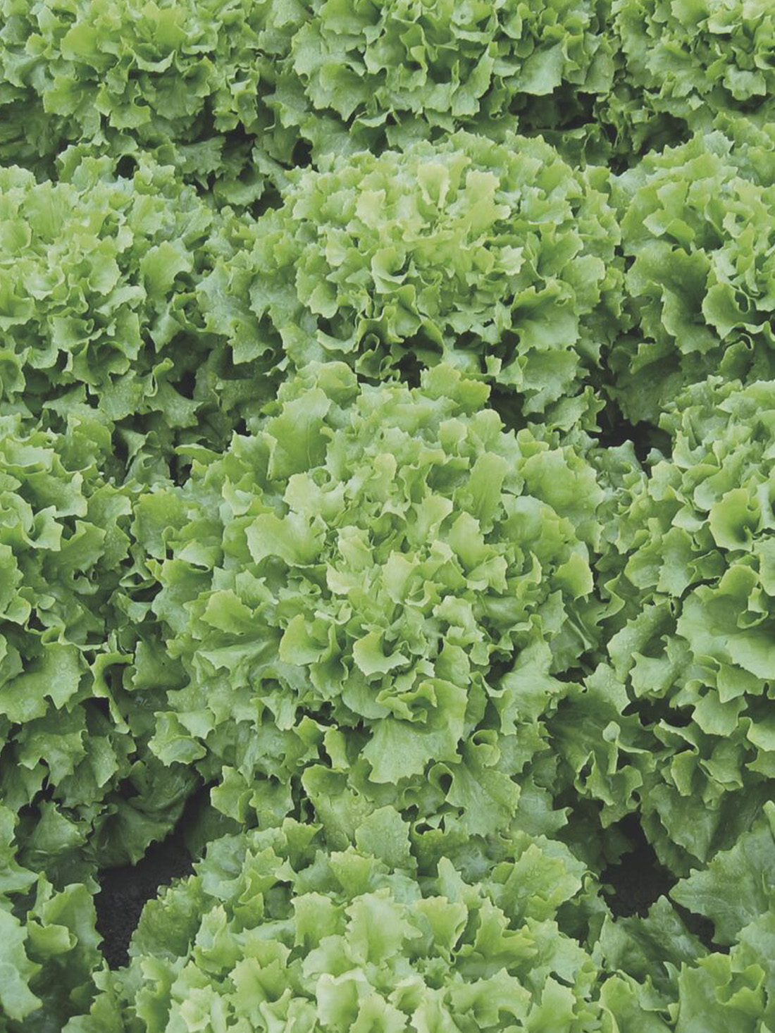 Endivija Eros eros-salata-proseed