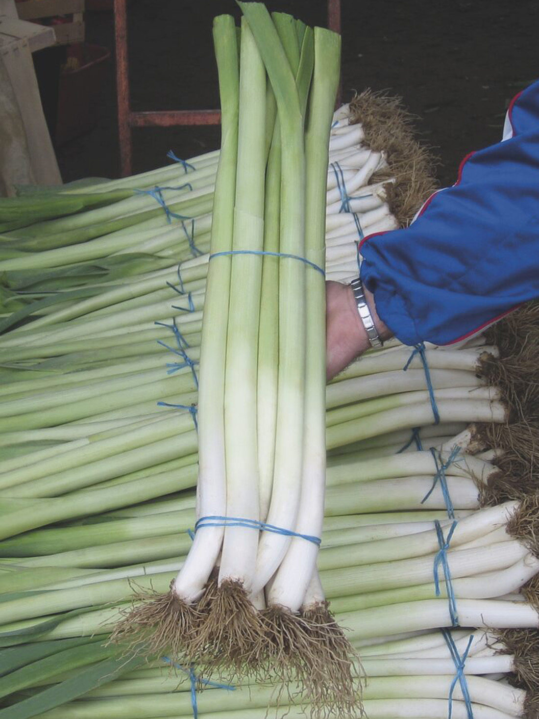 Poriluk Lincoln lincoln-poriluk-proseed