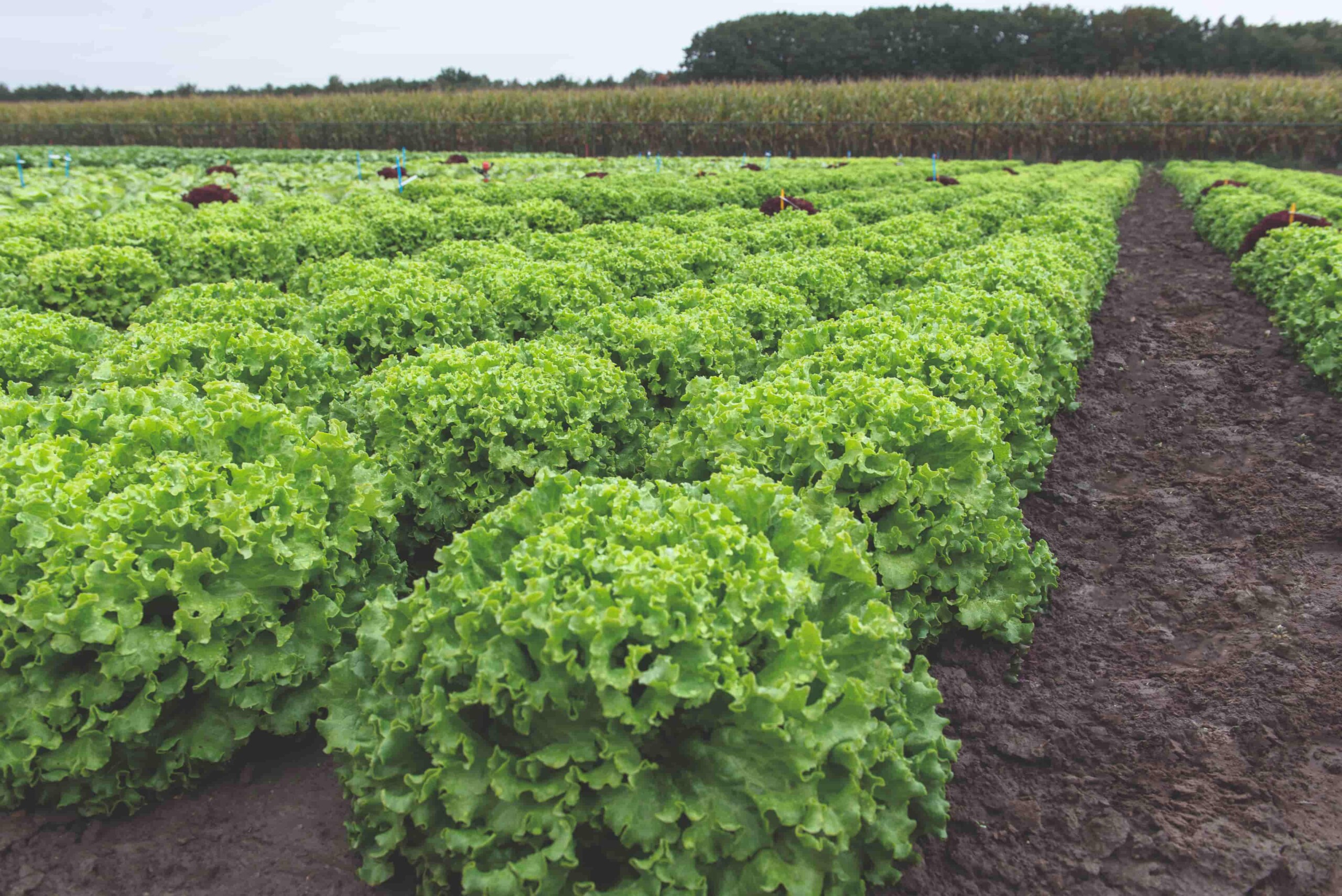 Salata – Specifičnosti dorade sjemena i prednosti piliranog sjemena