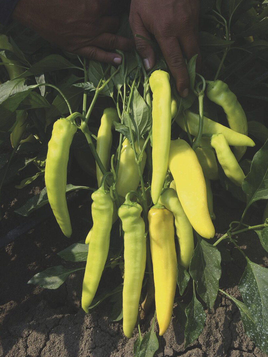 ljuta paprika angara angara-paprika-proseed