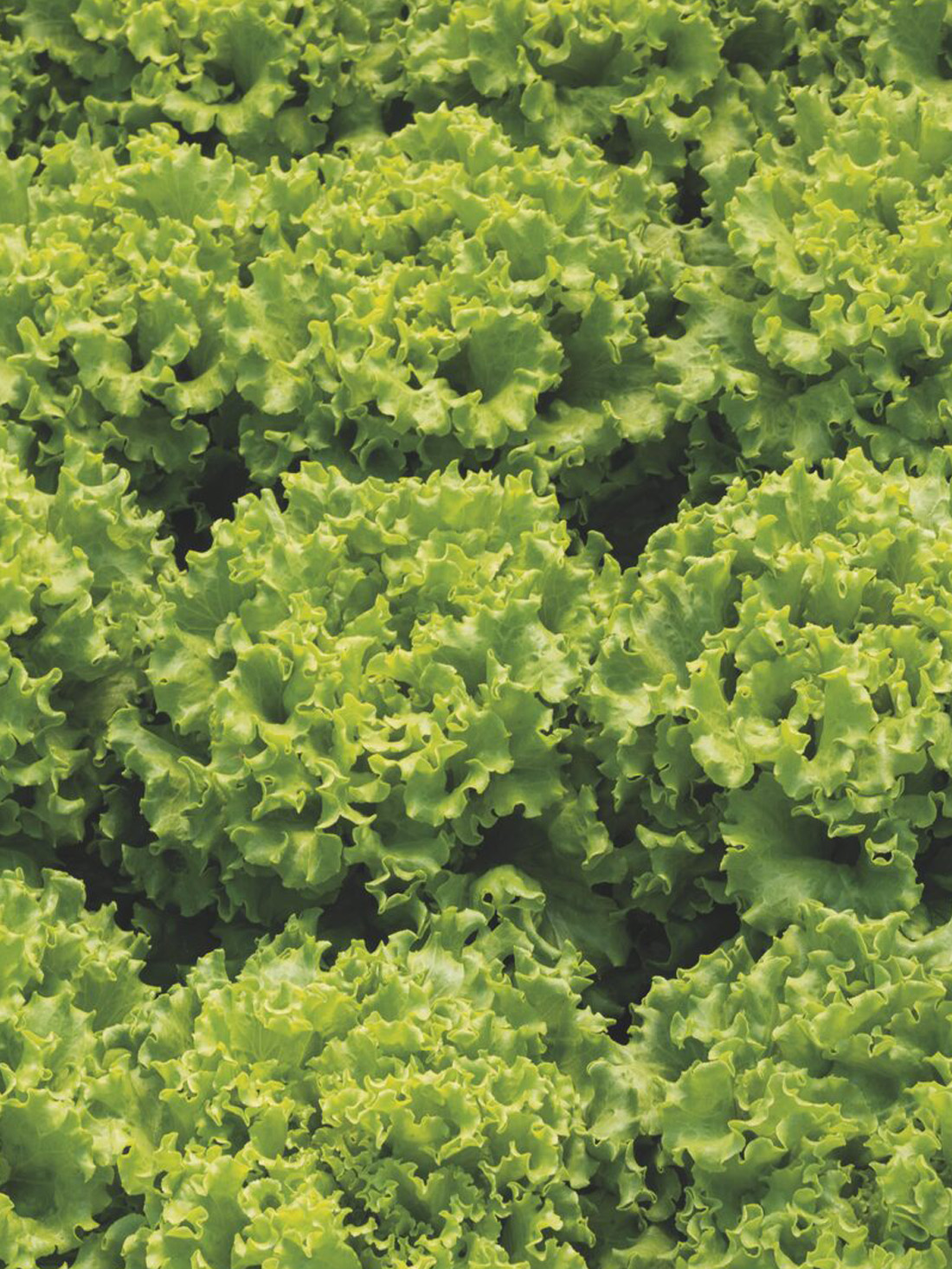 salata kristalka lianabel salata-kristal-lianabel