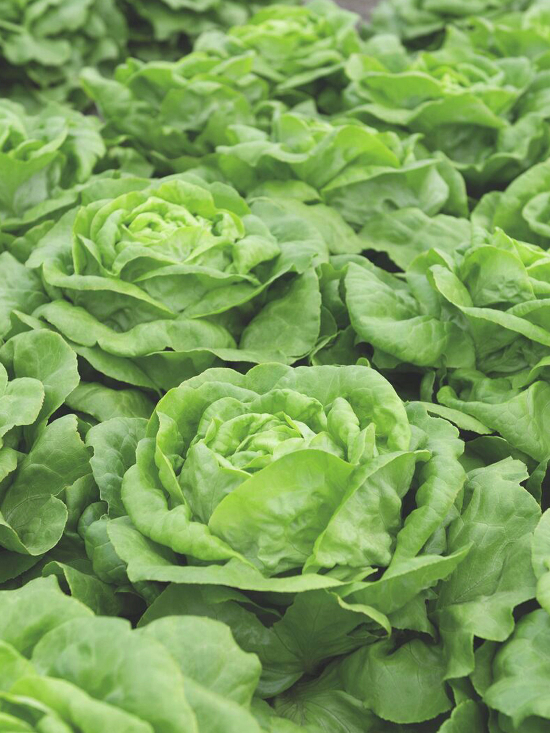 salata puterica Sotalis salata-puterica-sotalis