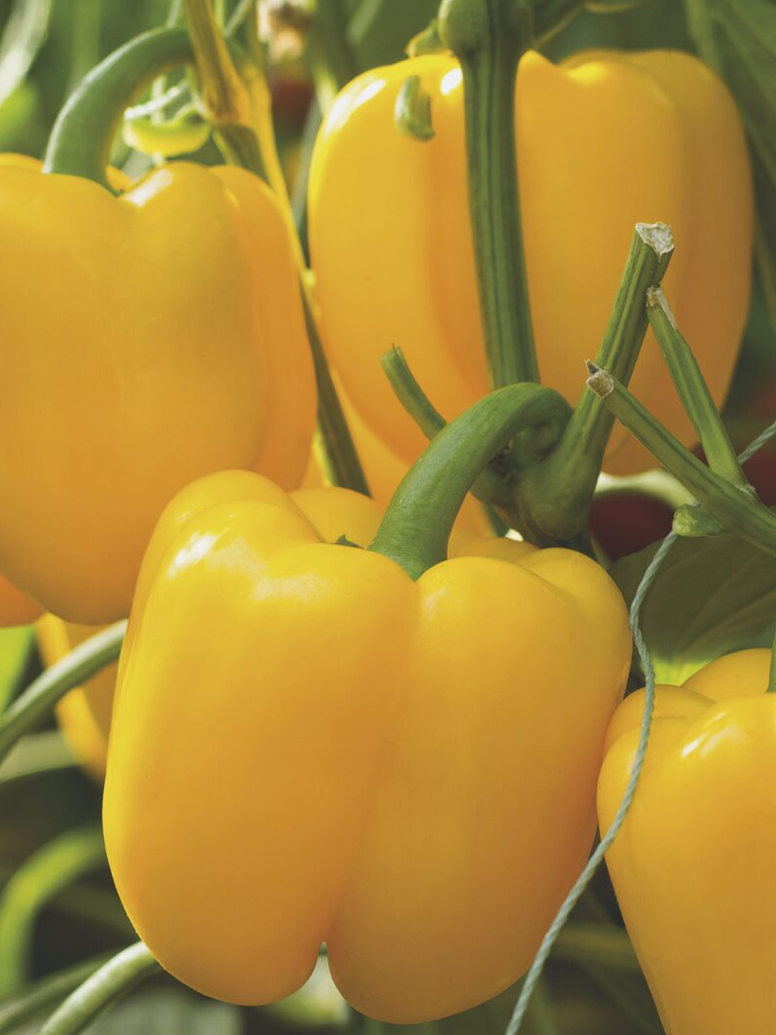 slatka paprika rionilo rionilo-paprika-proseed