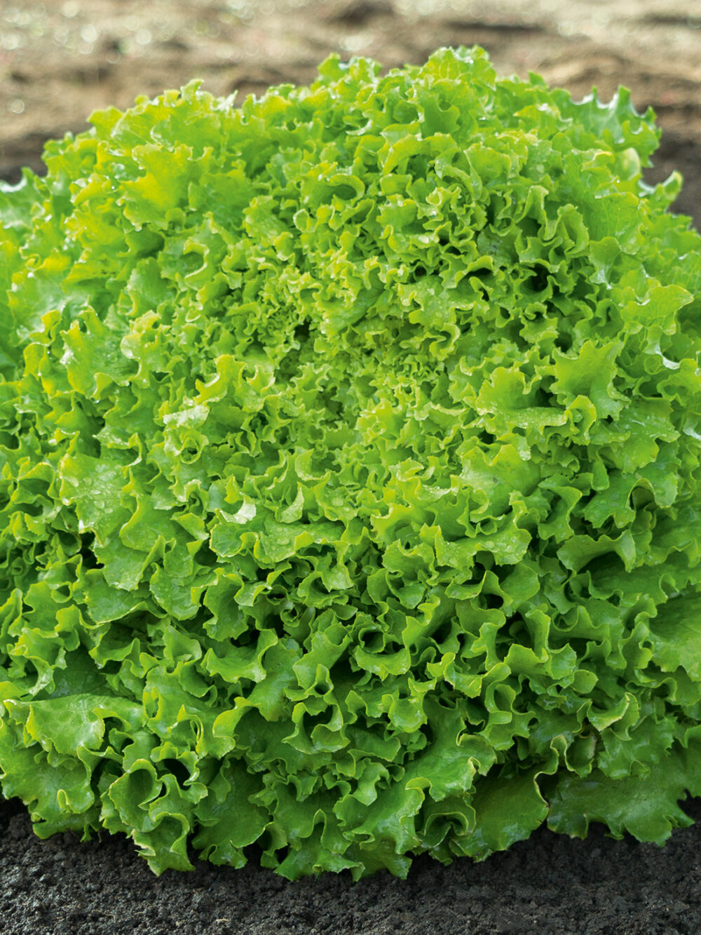 sementel-salata-proseed